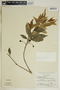 Gymnanthes riparia image