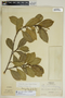 Gymnanthes riparia image