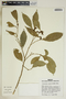 Gymnanthes riparia image