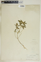 Euphorbia dentata image