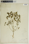 Euphorbia dentata image