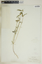 Euphorbia dentata image