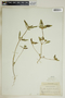Euphorbia dentata image