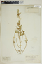 Euphorbia dentata image