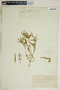 Euphorbia dentata image