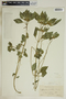 Euphorbia dentata image