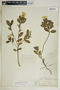 Catharanthus roseus image