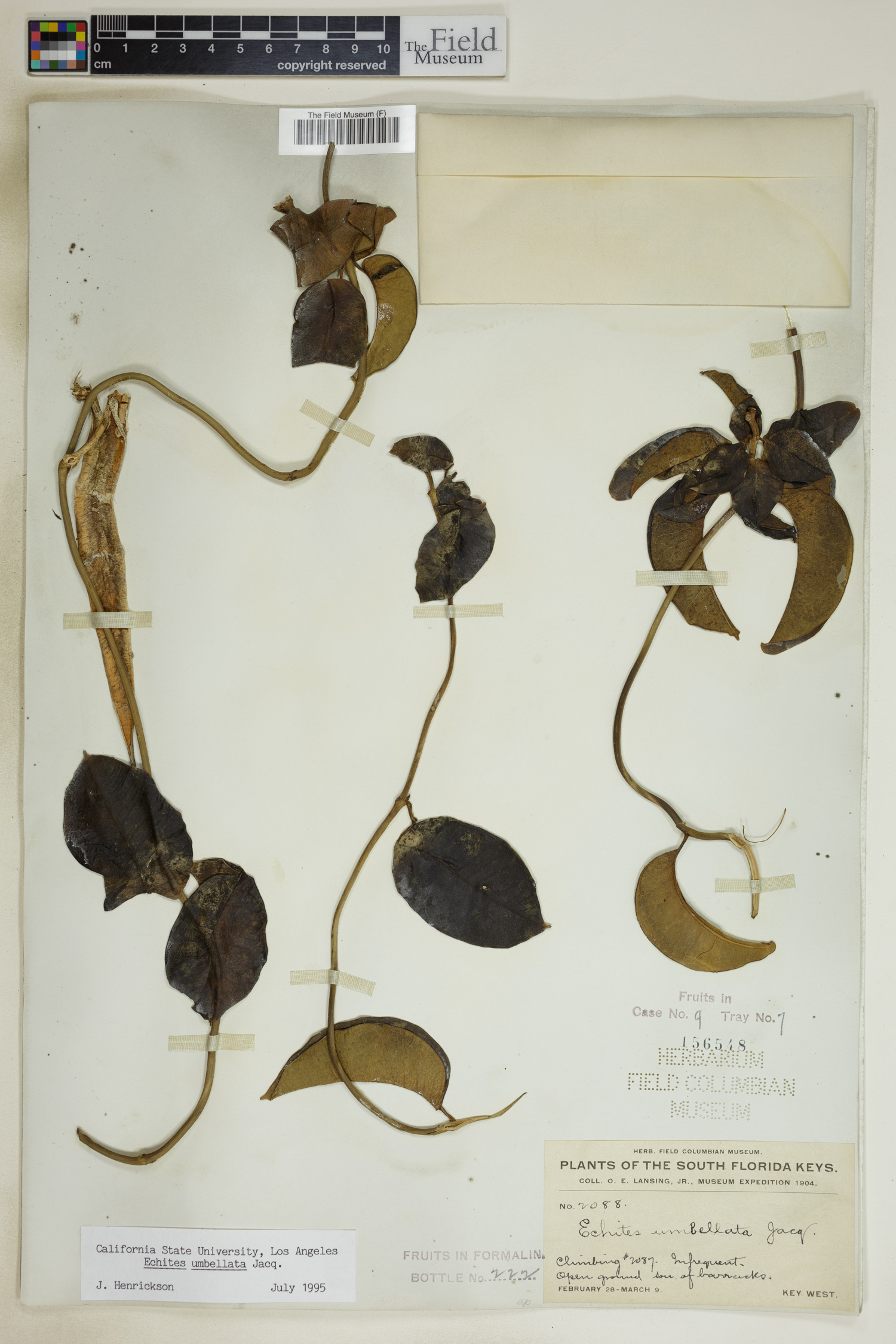 Echites umbellatus image