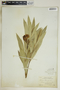 Nerium oleander image