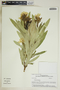 Nerium oleander image