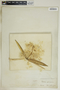Rhabdadenia biflora image
