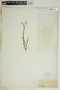 Rhabdadenia biflora image