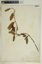 Rhabdadenia biflora image
