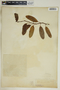 Rhabdadenia biflora image