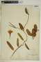Rhabdadenia biflora image