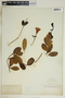 Rhabdadenia biflora image