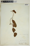 Rhabdadenia biflora image