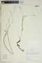 Euphorbia discoidalis image