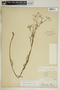 Euphorbia discoidalis image