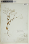 Euphorbia discoidalis image