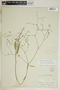 Euphorbia discoidalis image