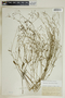 Euphorbia discoidalis image