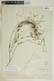 Euphorbia discoidalis image
