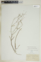 Euphorbia discoidalis image