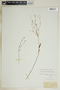 Euphorbia discoidalis image