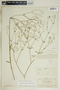 Euphorbia discoidalis image