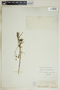Euphorbia discoidalis image