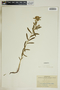 Euphorbia esula image