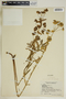 Euphorbia esula image