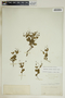 Euphorbia exserta image
