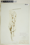 Euphorbia exserta image