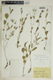 Euphorbia exserta image