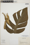 Monstera dissecta image