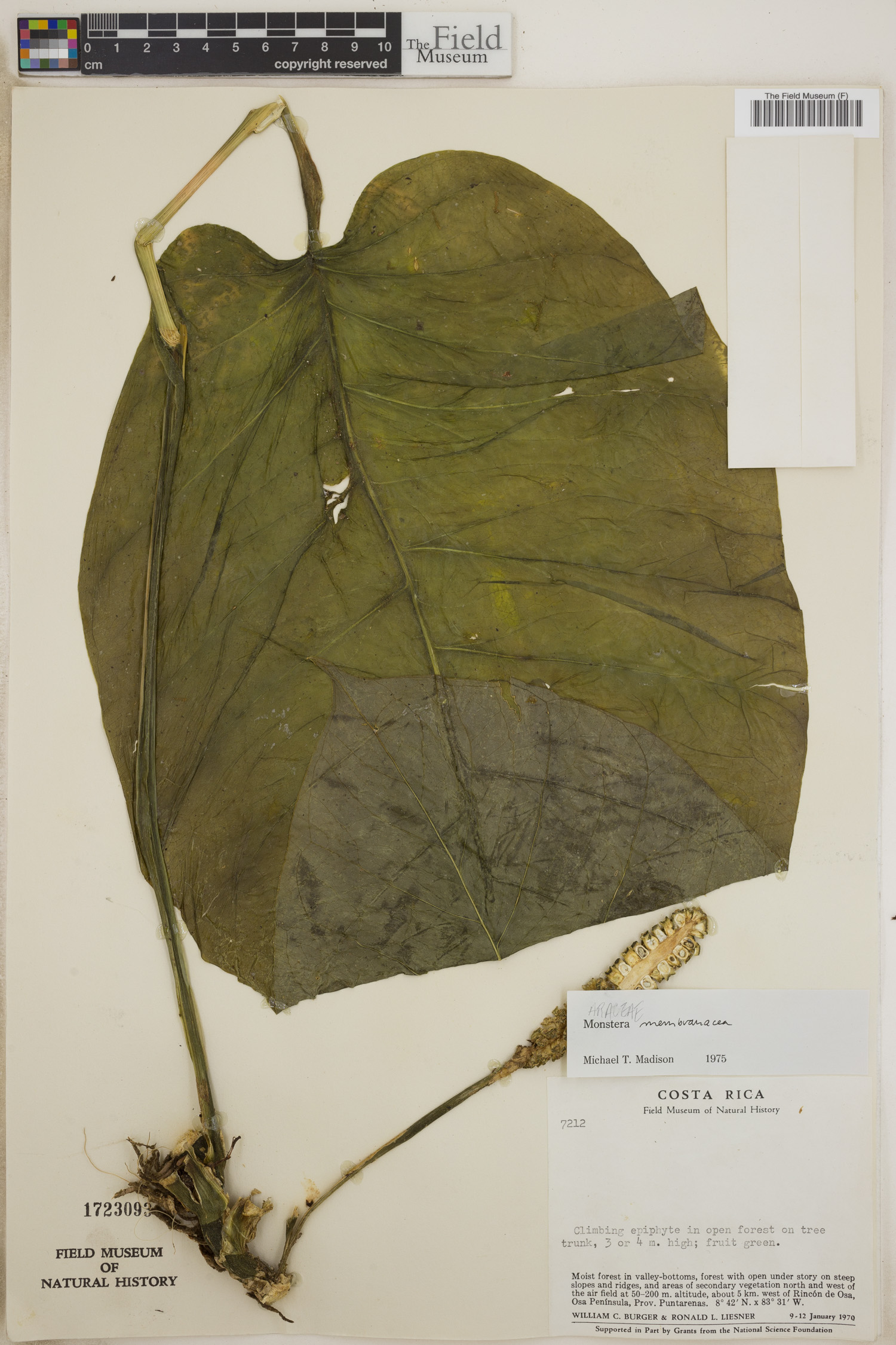 Monstera membranacea image