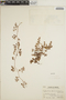 Euphorbia peninsularis image