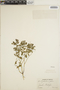 Euphorbia peplus image