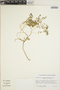Euphorbia perennans image