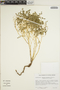 Euphorbia perennans image