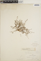 Euphorbia polycarpa image