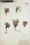 Euphorbia polycarpa image