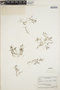Euphorbia polycarpa image