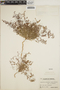 Euphorbia polycarpa image