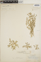 Euphorbia polycarpa image
