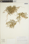 Euphorbia polycarpa image