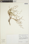 Euphorbia polycarpa image