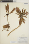Euphorbia pulcherrima image